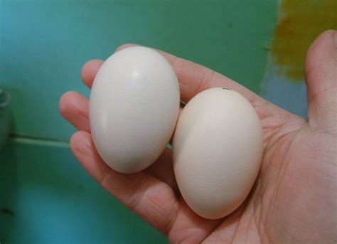 Get the best deals for o <b>shamo</b> <b>eggs</b> at eBay. . Shamo chicken eggs for sale